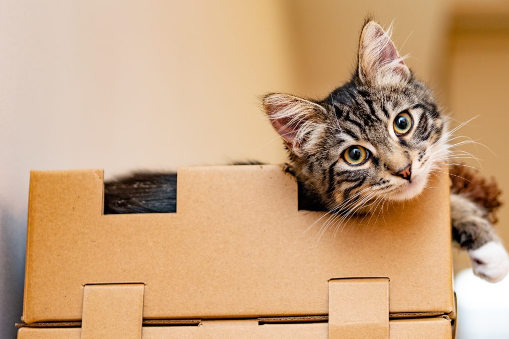 Moving with Pets in Malta with Waters White Vans: Essential Tips and Regulations